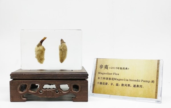 1534236955426229.jpg 辛夷_副本_副本.jpg