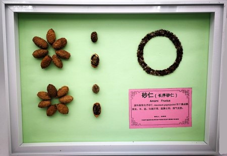 长序砂仁_副本.jpg