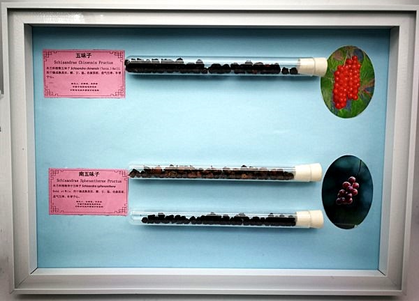 五味子_副本.jpg