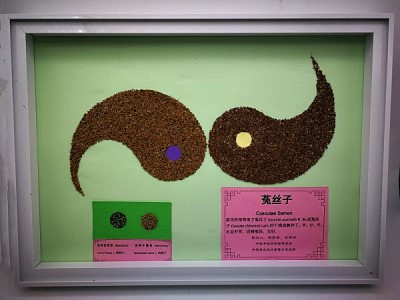 1534321154127696.jpg 菟丝子_副本.jpg