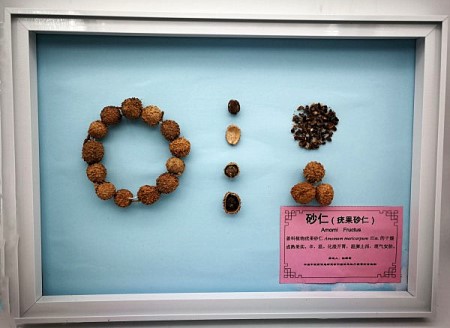 疣果砂仁_副本.jpg