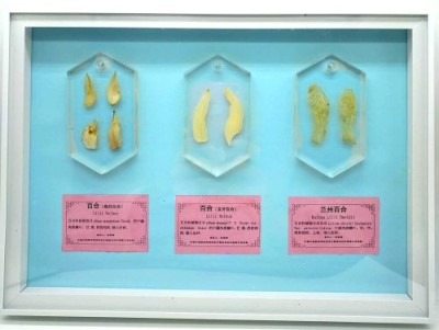 1535894713113849.jpg 百合.jpg