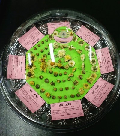 1535897120323039.jpg 菊花类.jpg