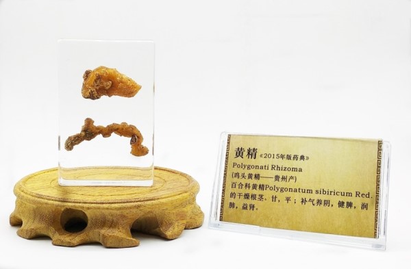 鸡头黄精—贵州产_副本_副本.jpg