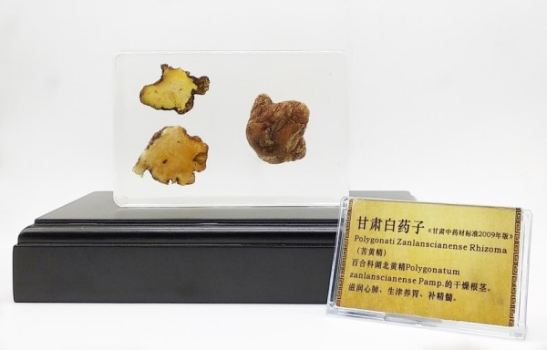 甘肃白药子_副本_副本.jpg