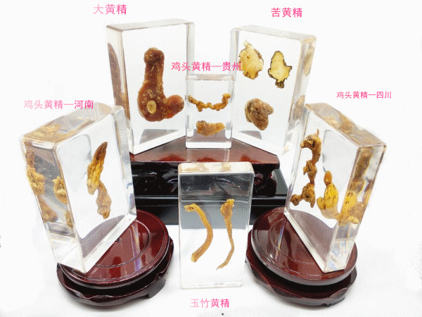 黄精类及其混乱品种_副本_副本.gif