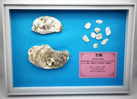 牡蛎_副本.jpg