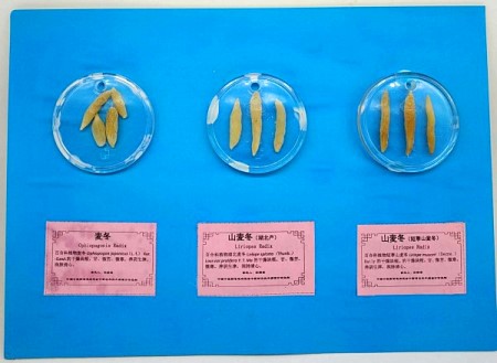 麦冬类.jpg
