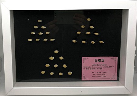 白扁豆_副本.jpg