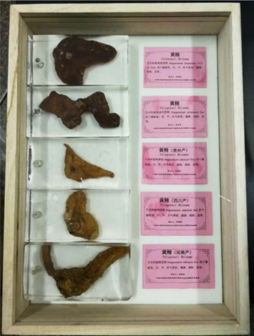 黄精.jpg