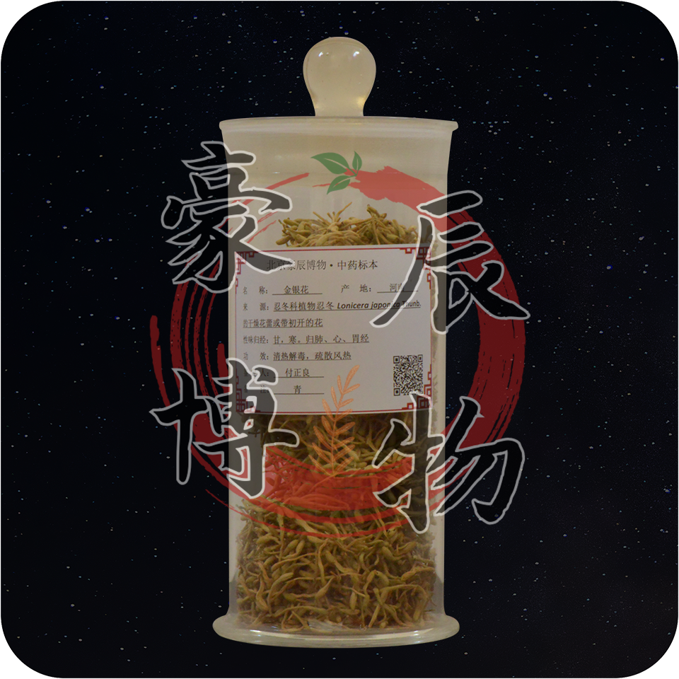 金银花.png