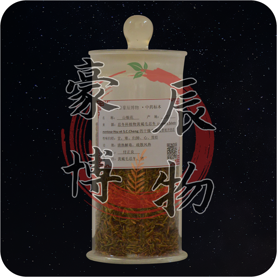 山银花（黄褐毛忍冬 晒）.png